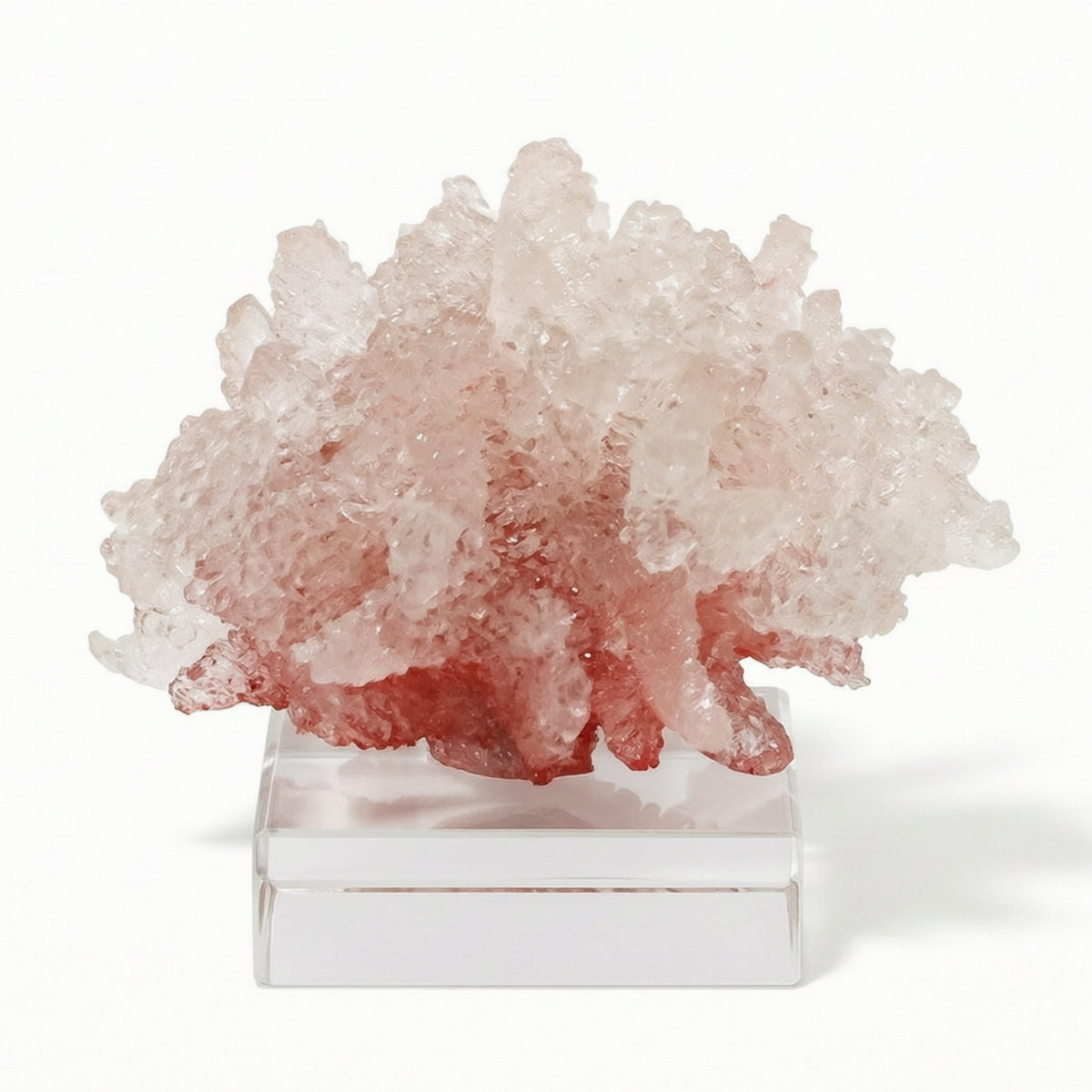 Coral Sculpture with Acrylic Base Tabletop Coral Sculpture Translucent Resin Ornament with Base for Living Room, Office Desk