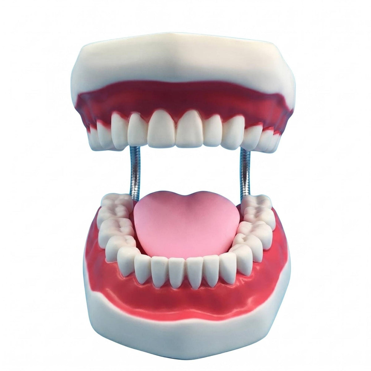 Visible Mouth Interior Brushing Practice Model Coil Hinges Tooth Brushing Model Pink Gums Teaching Aid