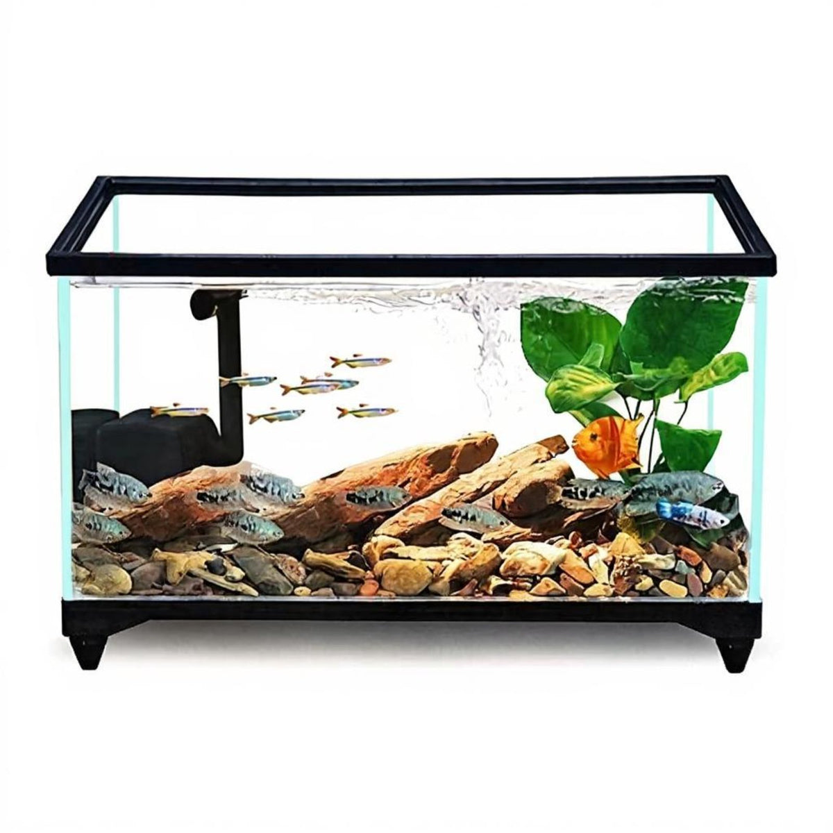 Crystal Clear Glass Desktop Aquatic Habitat with Filtration