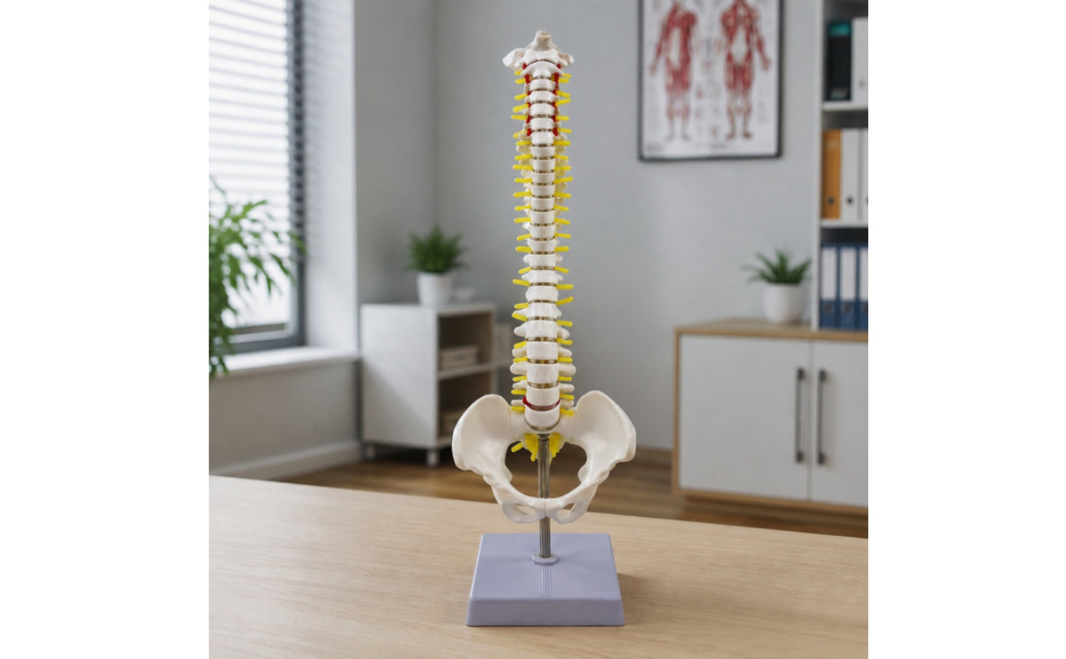 Spine Model with Spinal Nerves Detailed Spine Model with Sacrum Detailed for Professional Study Area