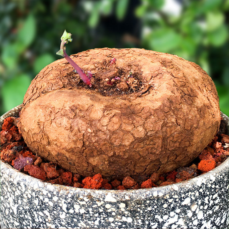 Stephania Erecta Red Vine Succulent Plant - Indoor Desktop Hydroponic Bonsai Green Plant Flower