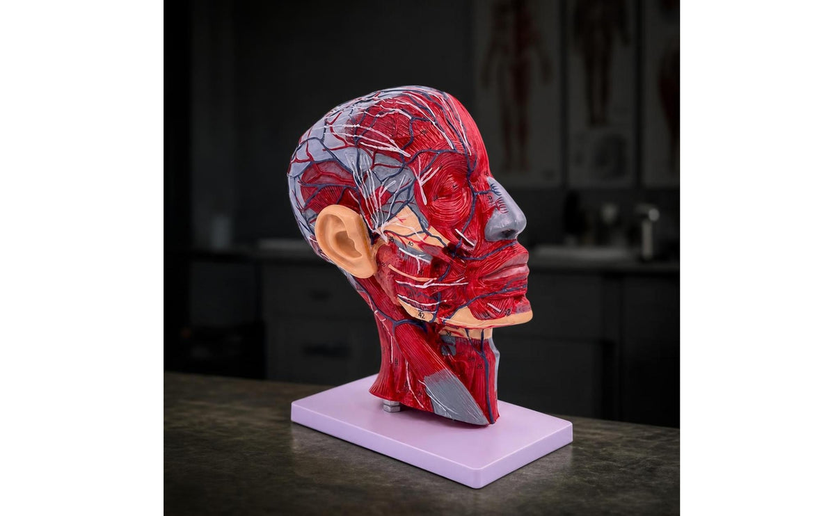 Labeled Head and Neck Muscle Model Detailed Head Anatomy Model Educational Realistic for Teachers