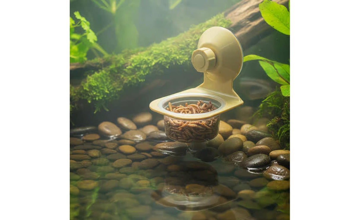 Hanging Gecko Food Bowl Easy to Clean Wall Mounted Animal Bowl Reptile Dish Transparent Bowls Terrarium Accessory for Vivarium