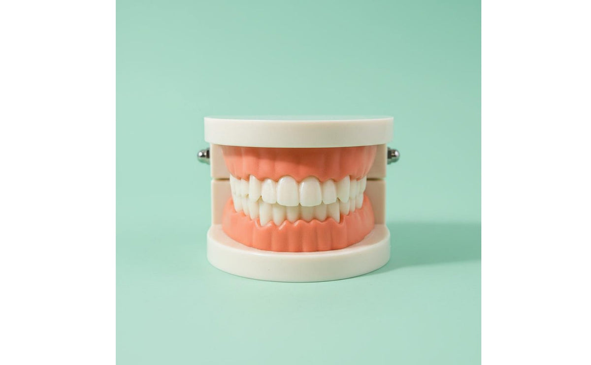 Oral Model Jaw Demonstration Model Lightweight and Portable Teaching Aid for Kids