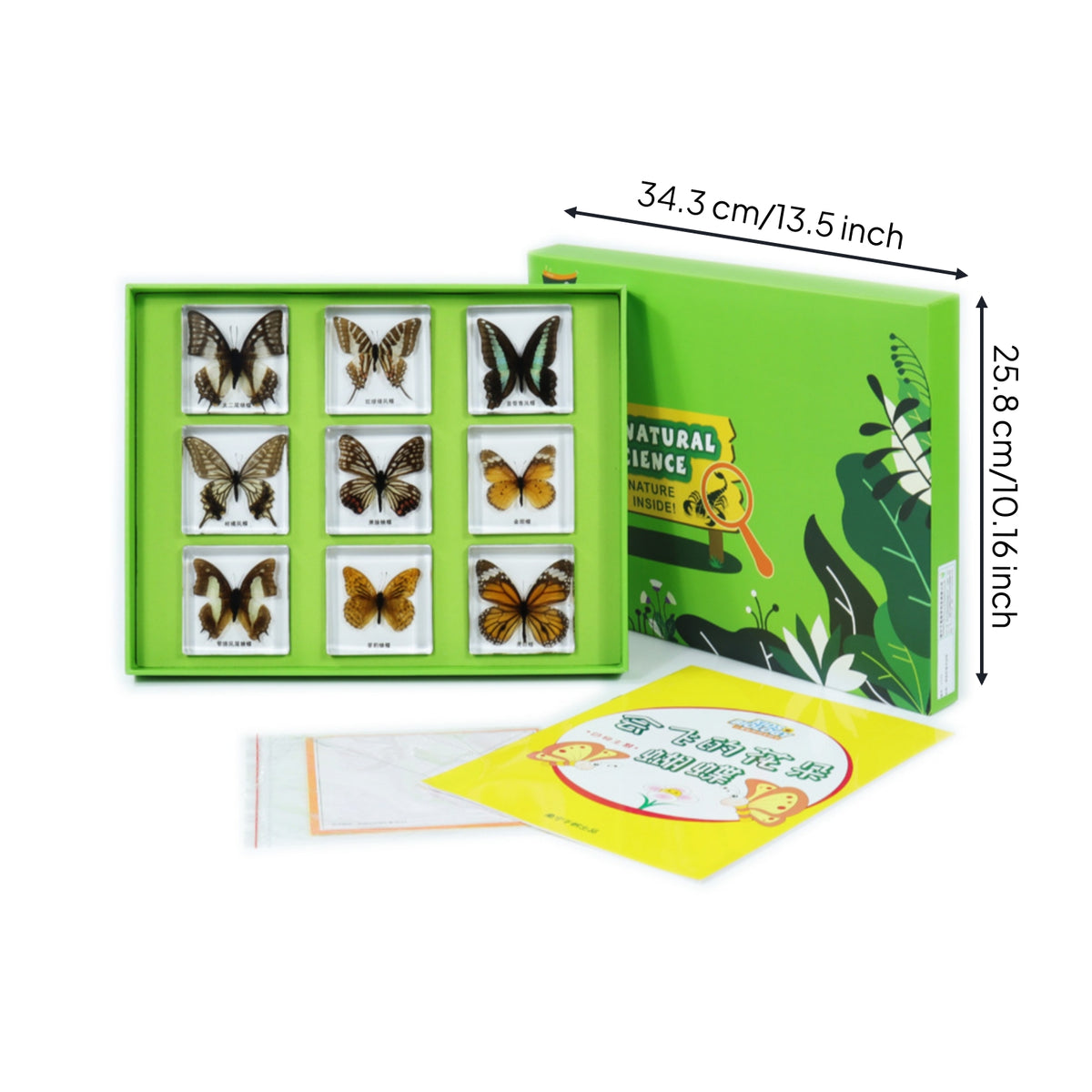 Educational Sample Display Kit Embedded Nature Learning Kit Hands-on Science Sample Set with Storage Box Natural for Students