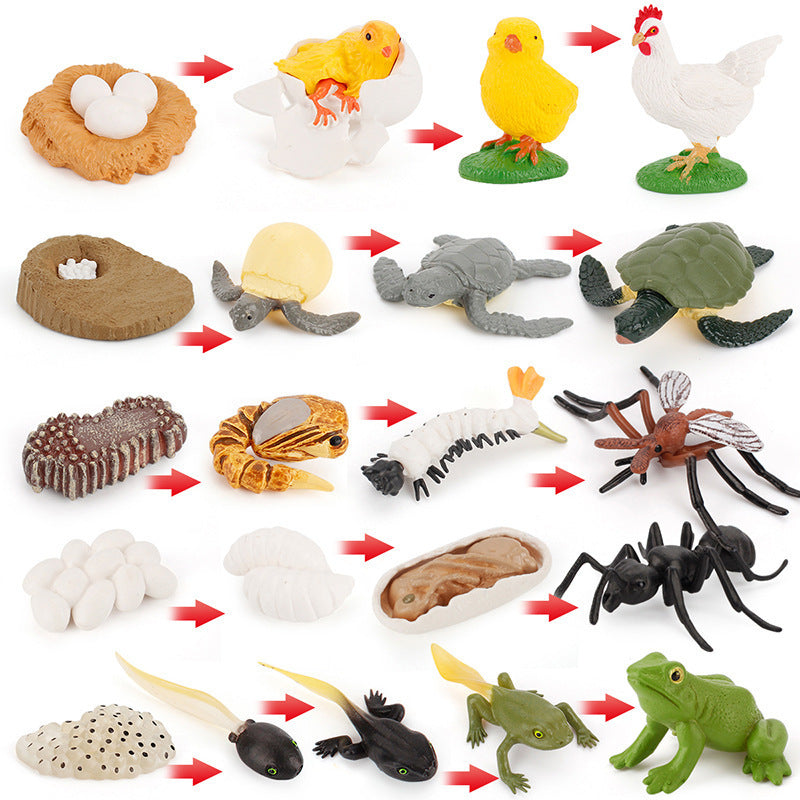 Life Cycle Figurines Montessori Educational Toys for Kids