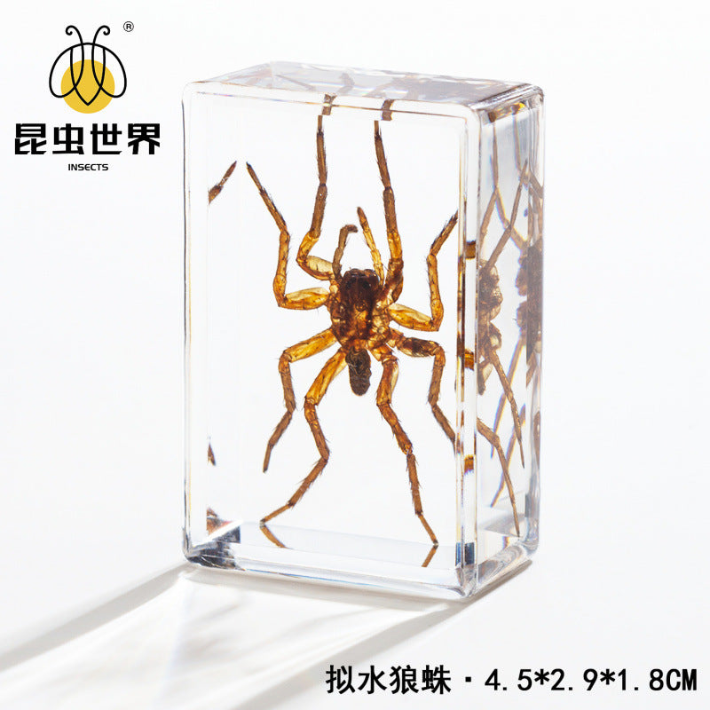 Real Insect Specimen in Clear Amber Resin Block for Educational Observation