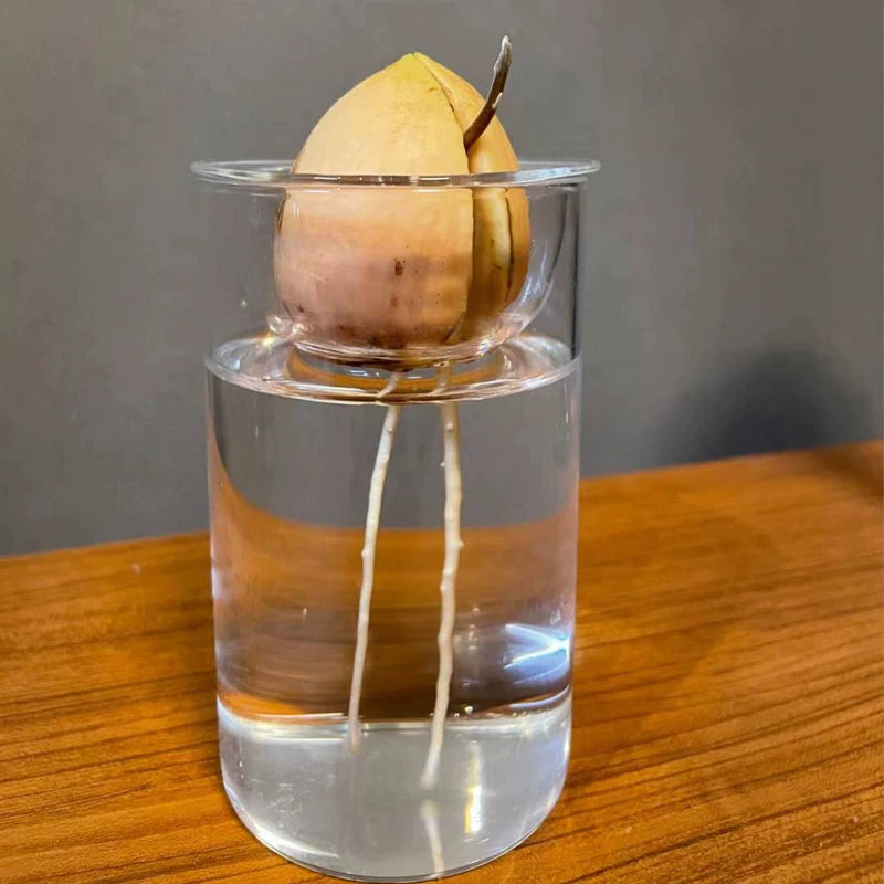 Japanese Style Avocado Seed Hydroponic Vase with Handle