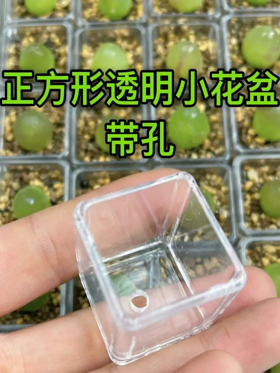 Clear Plastic Succulent Planters with Drainage Holes, Mini Square Nursery Pots for Seedlings and Cuttings