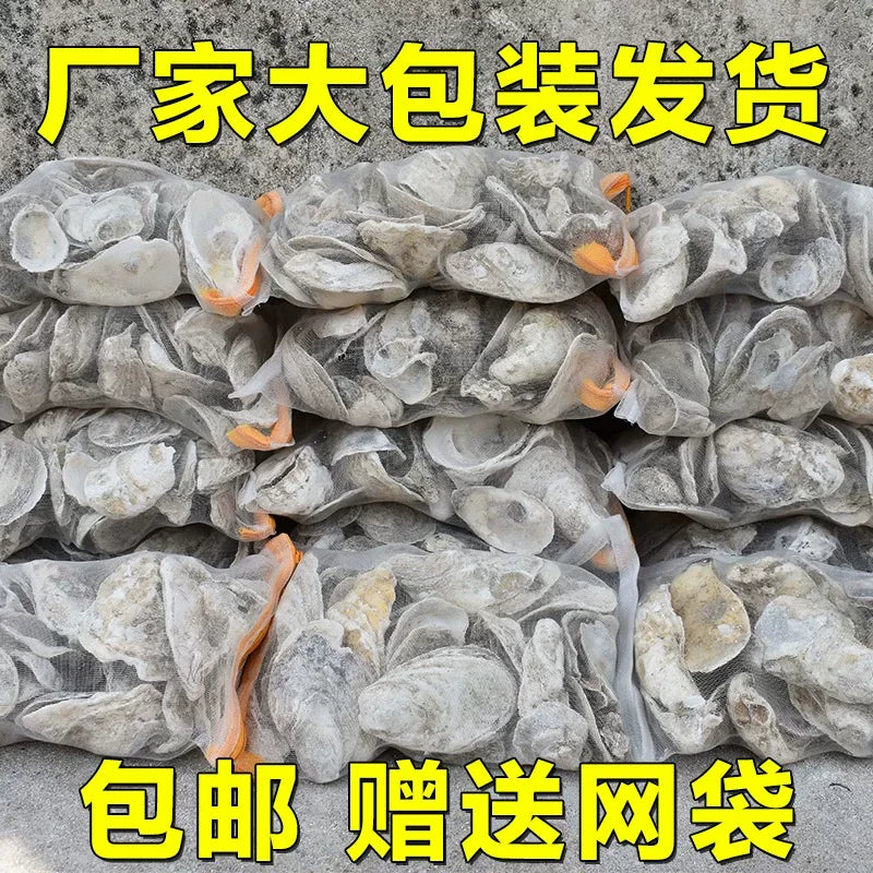 Natural Polished Oyster Shell Filter Media for Koi Ponds & Aquariums - Bio-Filter & Water Clarifier
