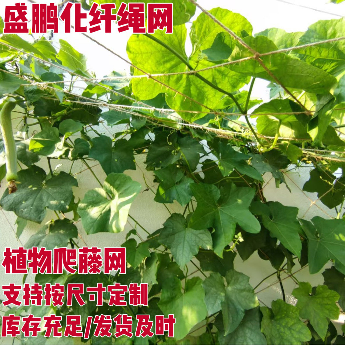 Agricultural Plant Climbing Netting for Fruits, Vegetables, and Decorative Vines