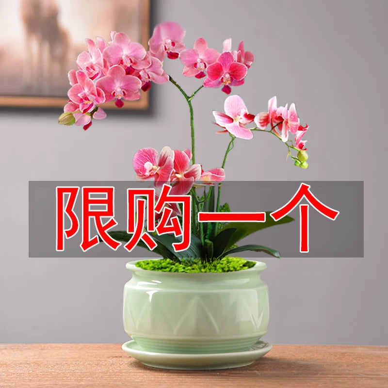 Celadon Ceramic Orchid Planter with Saucer for Succulents and Green Plants