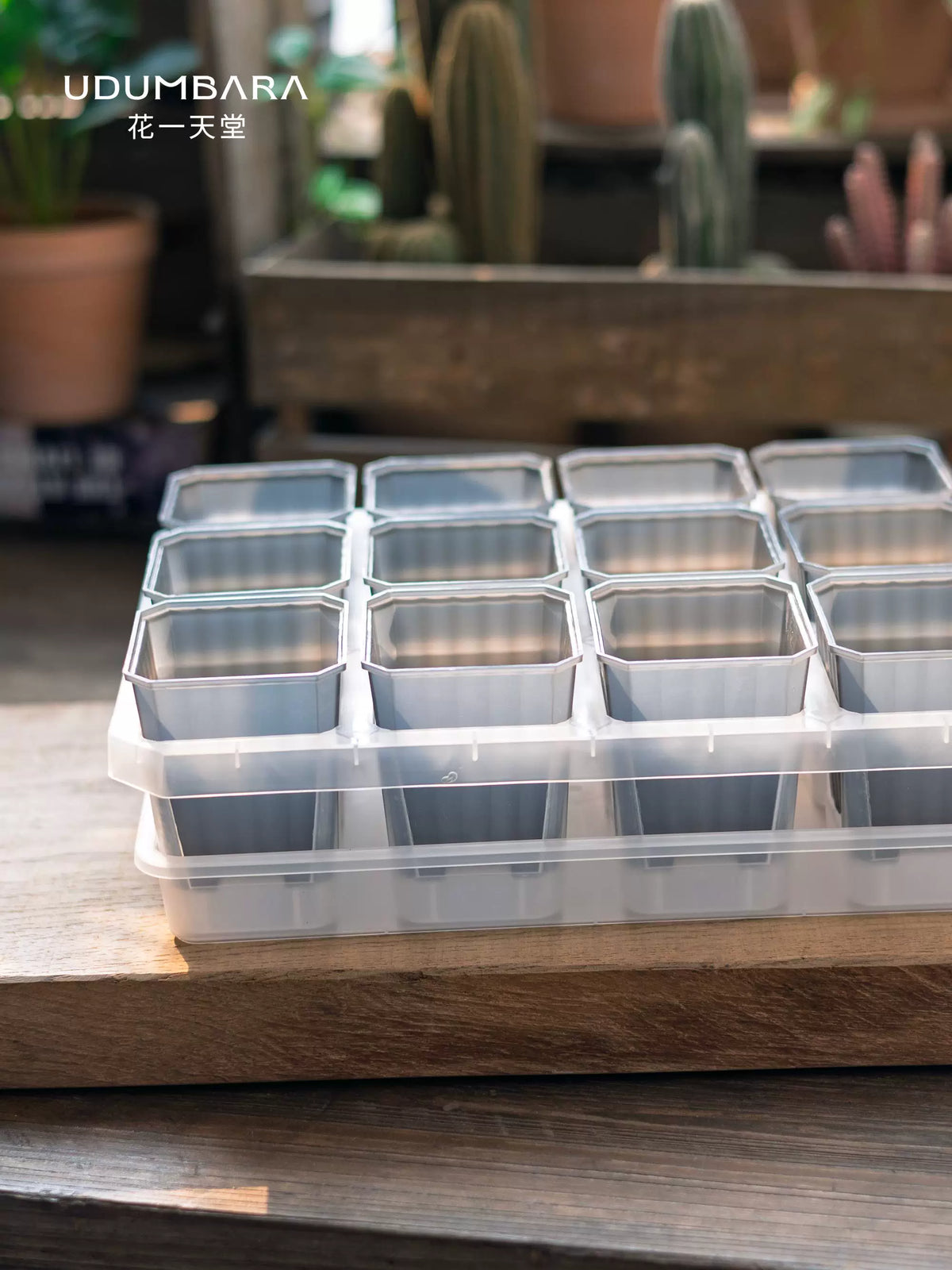 7cm Square Plastic Succulent Planter Pots with 12-Cell Seedling Tray for Cactus and Flowers
