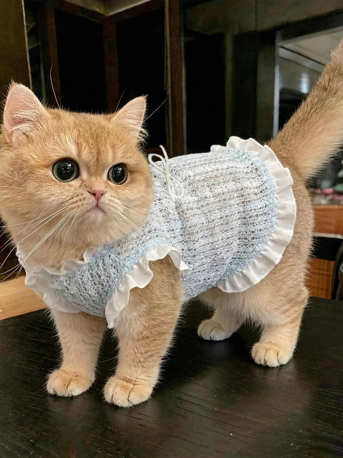 Pet Breathable Cooling Lace Vest for Cats and Small Dogs, Hair-Resistant Summer Apparel