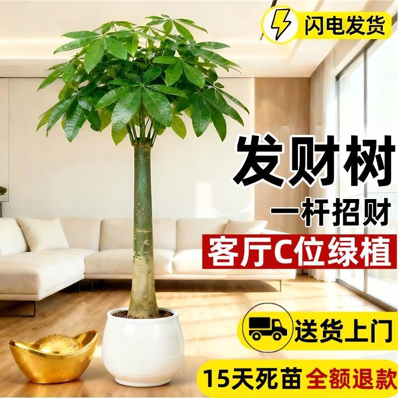 Money Tree Plant, Large Indoor/Outdoor Bonsai for Living Room & Office, Air Purifying