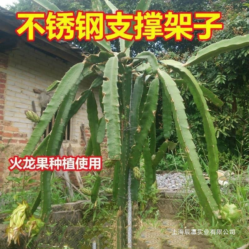 Stainless Steel Dragon Fruit Plant Support Stake for Climbing Vines and Potted Plants