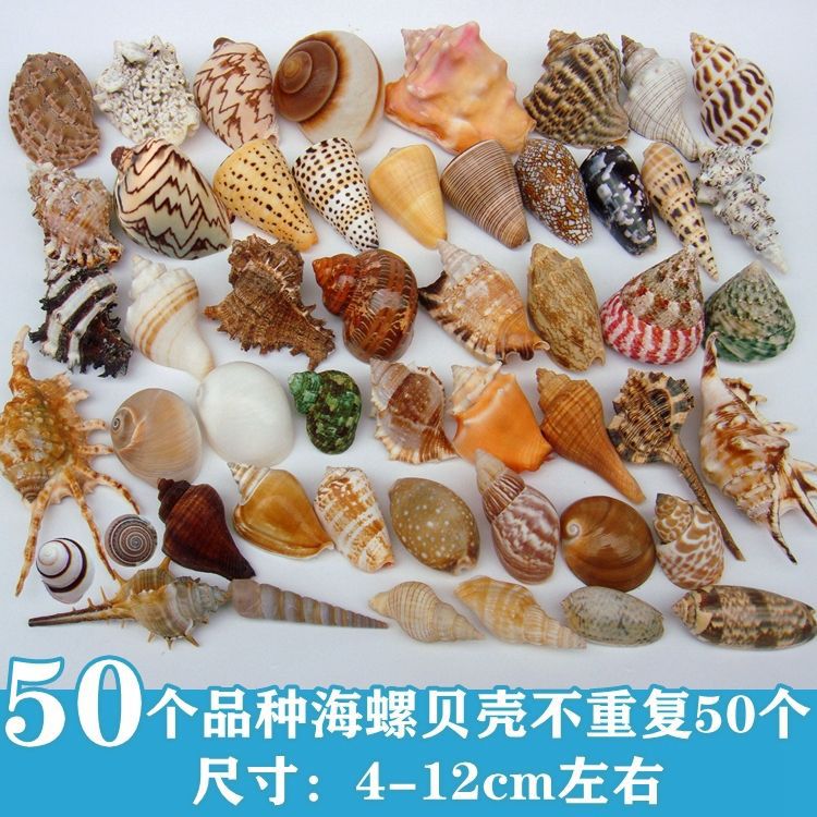 Natural Seashell & Starfish Aquarium Decor for Hermit Crabs & Crafts