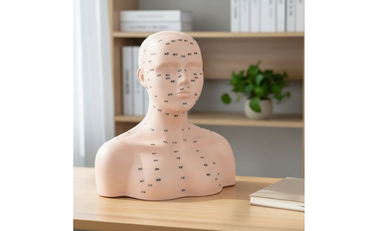 Mannequin Bust with Acupoints | Soft Rubber, PVC, Acupoint Mannequin Head, for Salon Training