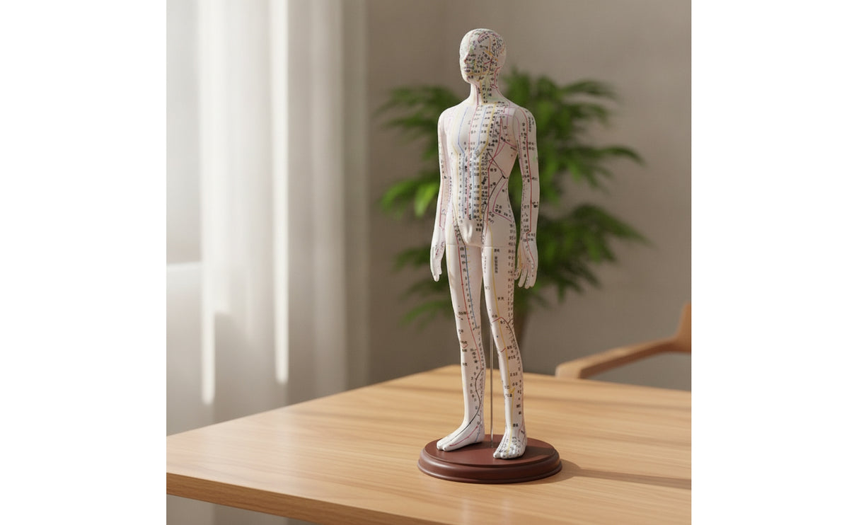 Human Acupuncturing Practice Figure Model Engraved Acupuncturing Practice Figure Model Crisp for Instructors