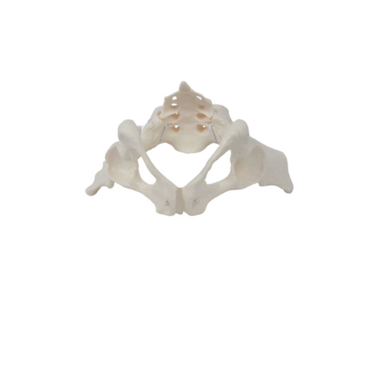 Female Pelvis Model with Sacrum Life-Size Pelvis Skeleton Model for Medical Students, Classroom