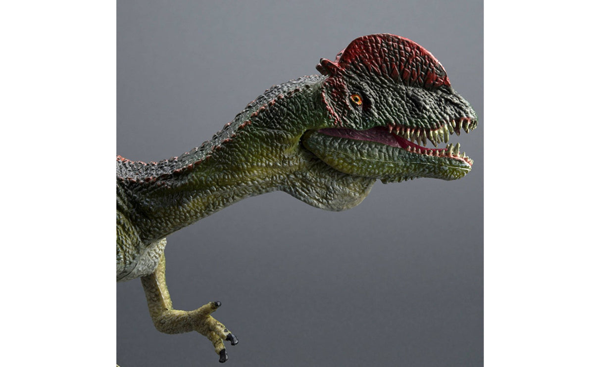 Hand Painted Dilophosaurus Figure Realistic Dinosaur Model Prehistoric Dinosaur Figurine for Boys, Kids, Collectors, Desk Decoration, Classroom