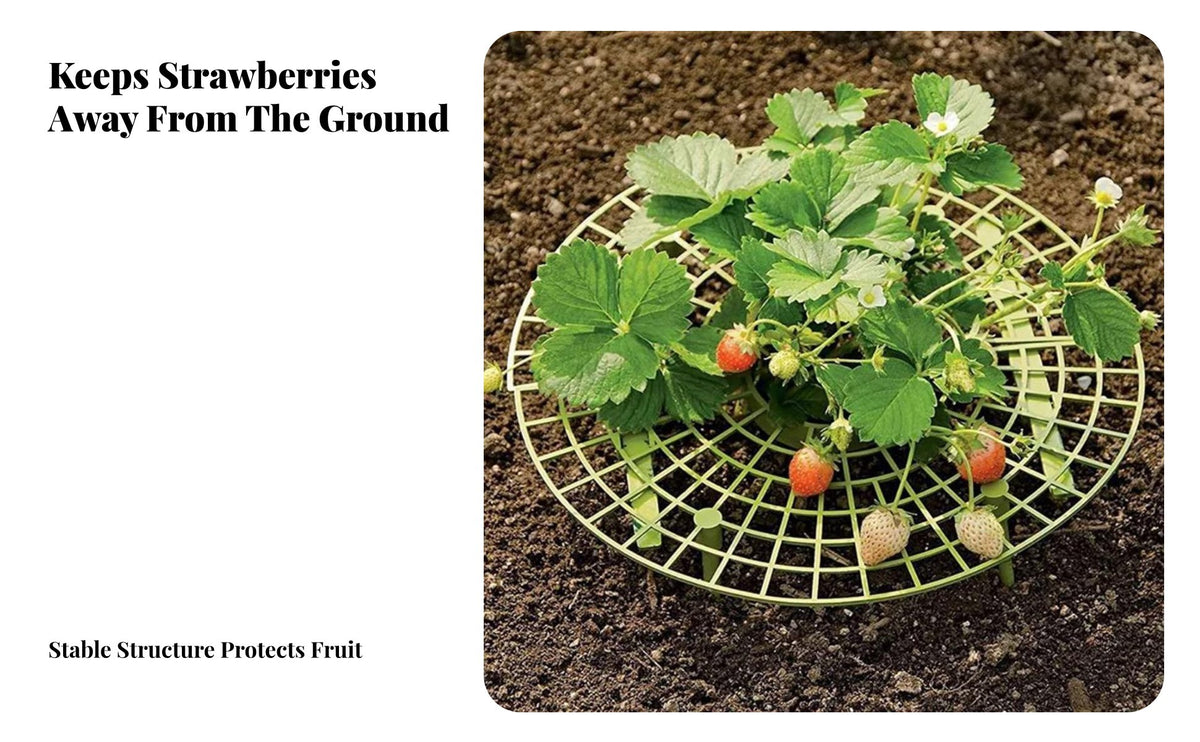 Strawberry Support Rack Keeps Berries Clean Strawberry Growing Frame Prevents Fruit Growing Frame for Gardeners, Farmers, Garden, Greenhouse, Farm