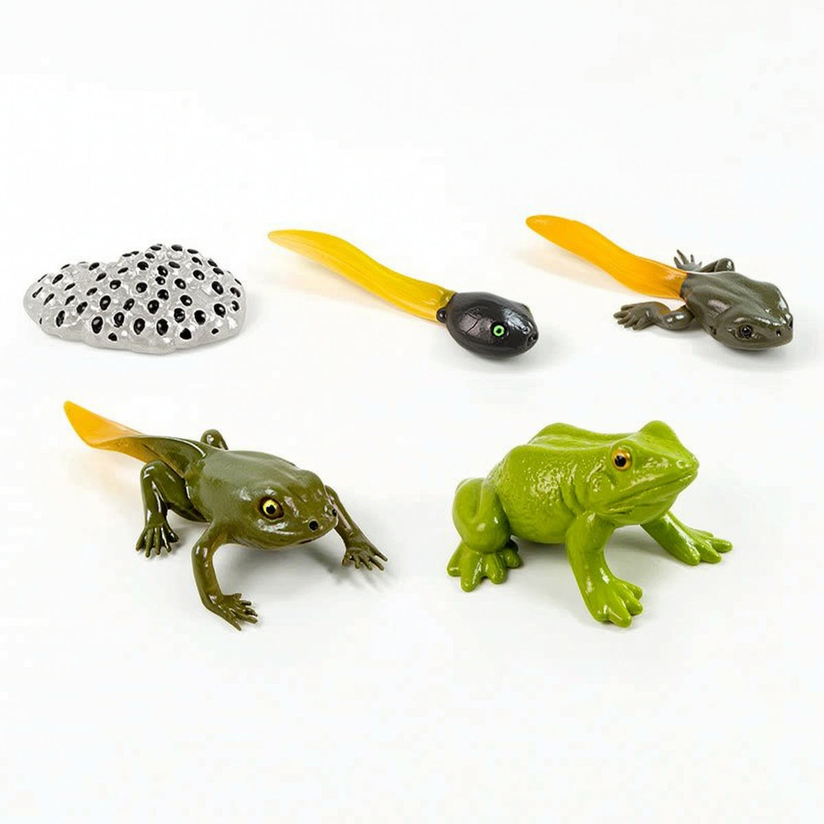 5 Pieces Early Learning Life Cycle Figures with Display Card Educational Animal Growth Cycle Models Interactive Animal Figures Hands-on for Homeschooling