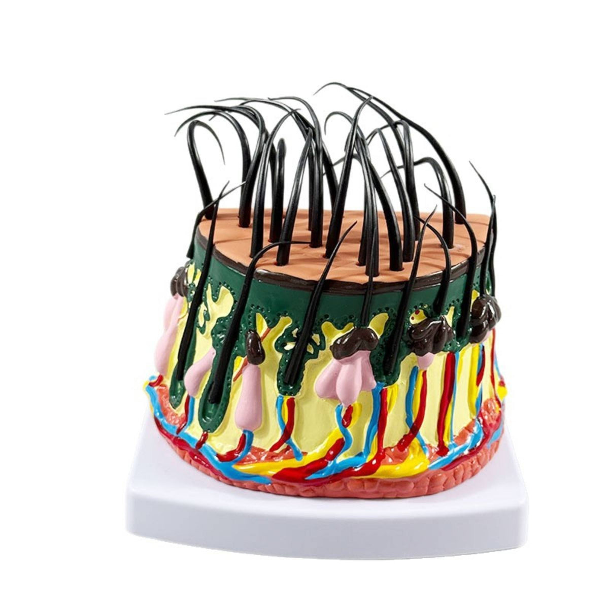 Skin Model with Dermatological Educational for Dermatologists, Students, Biology