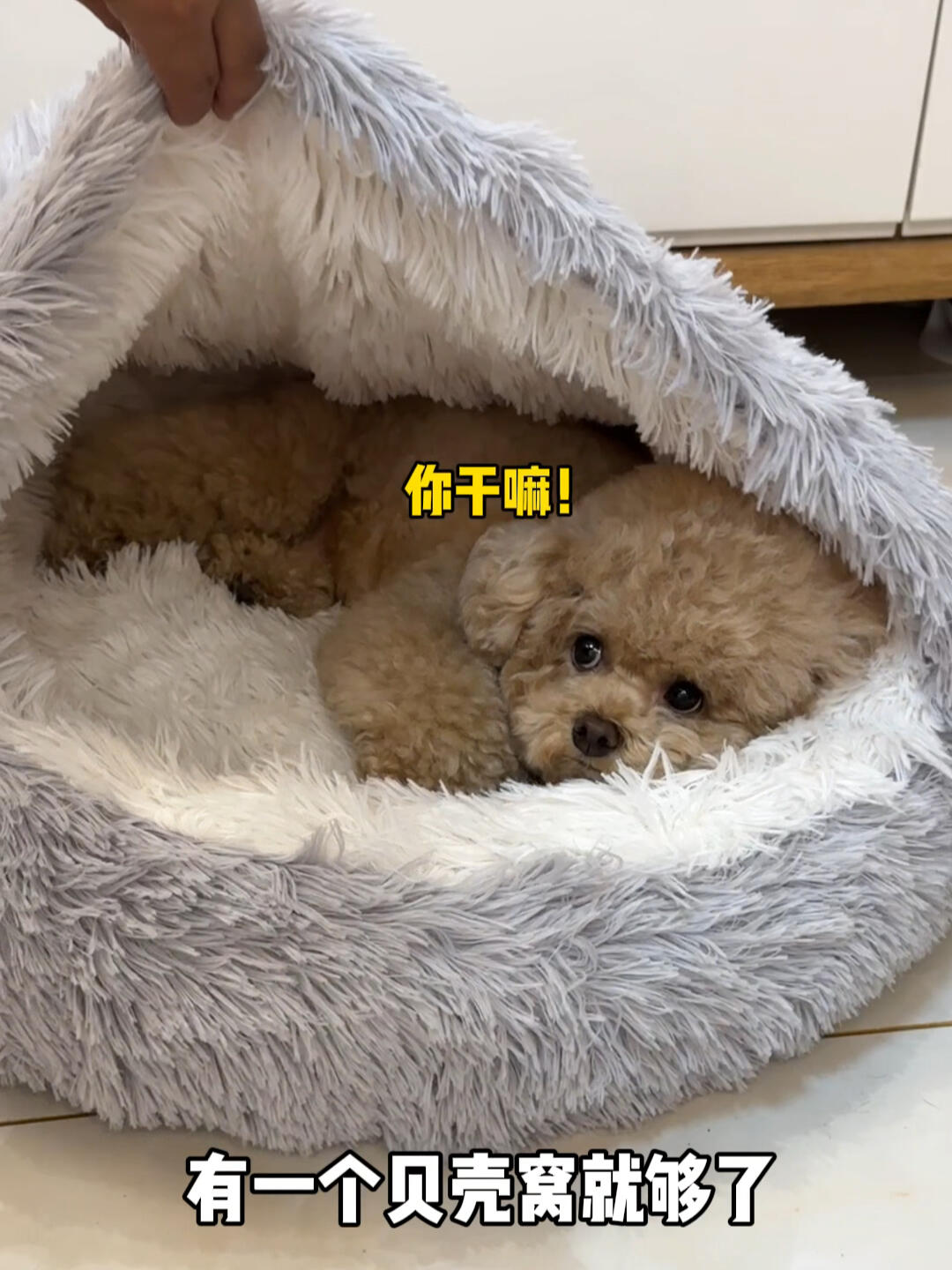 贝壳猫窝狗窝冬季保暖封闭式安全感中小型犬泰迪垫子猫狗床宠物窝