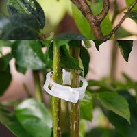 Plant Support for Climbing Plants and Greenhouse Clips, White Plastic Ring Clip Design, Secure Trellis Clips, Versatile Plant Wall Clips Set
