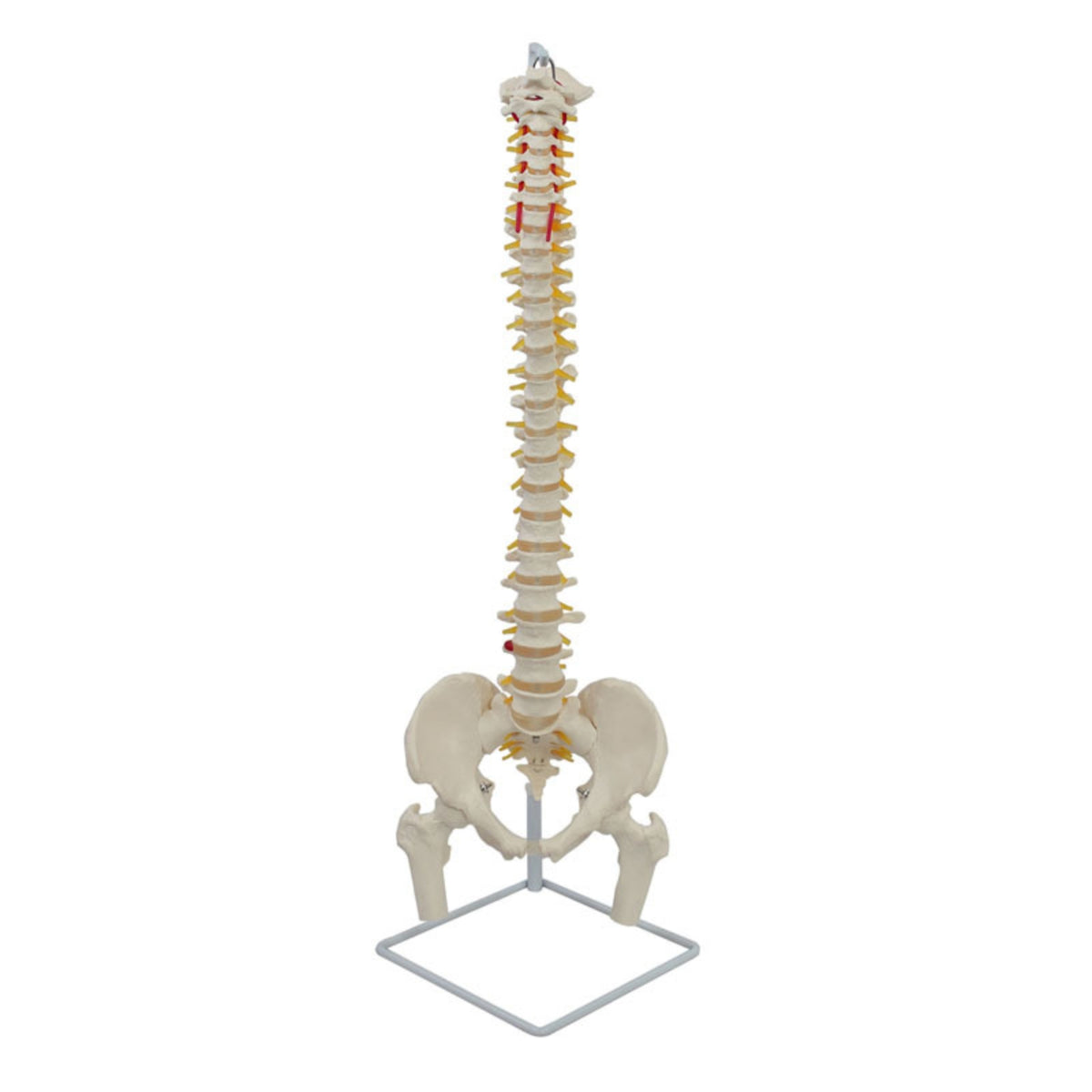 Human Skeleton Model with Stand Detailed Structural Skeleton with Nerves Scientifically Accurate Spine Model for Chiropractors, Teachers
