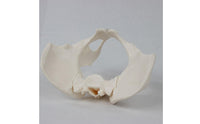 Female Pelvis Model with Sacrum Life-Size Pelvis Skeleton Model for Medical Students, Classroom