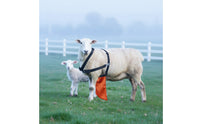 Anti-Breeding Apron Long-Lasting Breeding Control Apron Reliable Practical for Breeders, Farms, Pastures