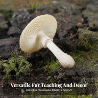 Realistic Toadstool Model Highly Detailed Simulation Toadstool Clear Texture