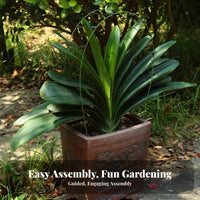 Promotes Symmetrical Growth Clivia foliage Alignment Tool Adjustable Design Plant guide Gardening Accessory for Gardeners, Balcony, Office, Home