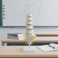 Human Spine Model Vertebrae Model Anatomical for Classroom