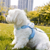 Small Dog Harness and Leash Set, Soft Vest for Cats, Adjustable Dog Chest Strap with 1.2m Lead, Double Buckle No Pull Dog Walking Harness Toy Poodle