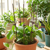 Plant Supports for Outdoor Plants, 3mm Coated Iron Garden Stakes, Plant Support Sticks for Houseplants & Vegetables