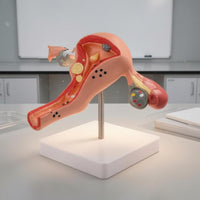 Uterus Ovary Structural Model Transparent Stand Educational Aid Tabletop Display for Classroom