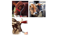 Stainless Steel Cattle Nose Clamp with Chain Heavy Duty Bull Holder with Chain Long-Lasting Cattle Nose Clamp Safe for Ranchers, Farms