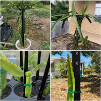 火龙果攀爬架可调节植物金属棚架适用于垂直园艺和攀缘植物