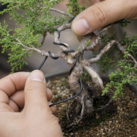 bonsai training wire