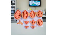 10 Pieces Fetal Development Process Model Structural Fetal Development Model Realistic for Teachers