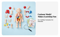 Removable Organs DIY Human Organ Model Early Learning DIY Human Body Assembly Kit Articulated Joints for Students, Homeschooling, Classroom