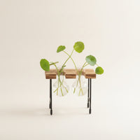 Minimalist Design Glass Bulb Planter with Wooden Stand Crisp Design Hydroponic Vase Stand Easy to Assemble Plant Propagation Station Observe Rooting for Bookshelf
