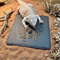 Textured Resin Tortoise Rock Plate and Climbing Plate, 15cm Brown and Tan Basking Perch for Small Reptiles, Habitat Decor for Nails