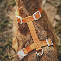 Adjustable Cat Harness and Outdoor Cat Leash Set, Solid Textile H-Harness Style for Training, Cat Walking Harness for Pets Walking and Travel