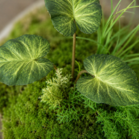 artificial plant arrangement