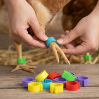 100 Pieces Easy to Apply Poultry Leg Band Mixed-Color Poultry Leg Band Unlabeled Bird Accessory Multicolored for Breeders, Farmers, Farms, Backyard Coops