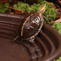 Turtle Water Basin with Ramp Naturalistic Design Stepped Turtle Water Bowl Easy to Clean Reptile Soaking Pool for Amphibians